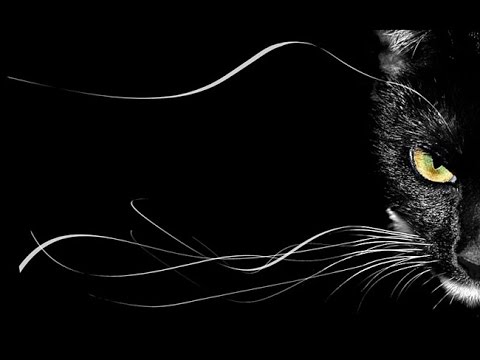 черный кот, приметы, магия, как род создал кошку